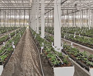 水平平移式草莓栽培系统